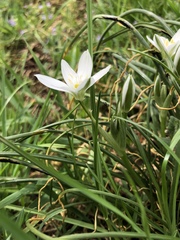 Ornithogalum umbellatum