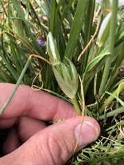 Ornithogalum umbellatum