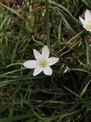 Ornithogalum umbellatum