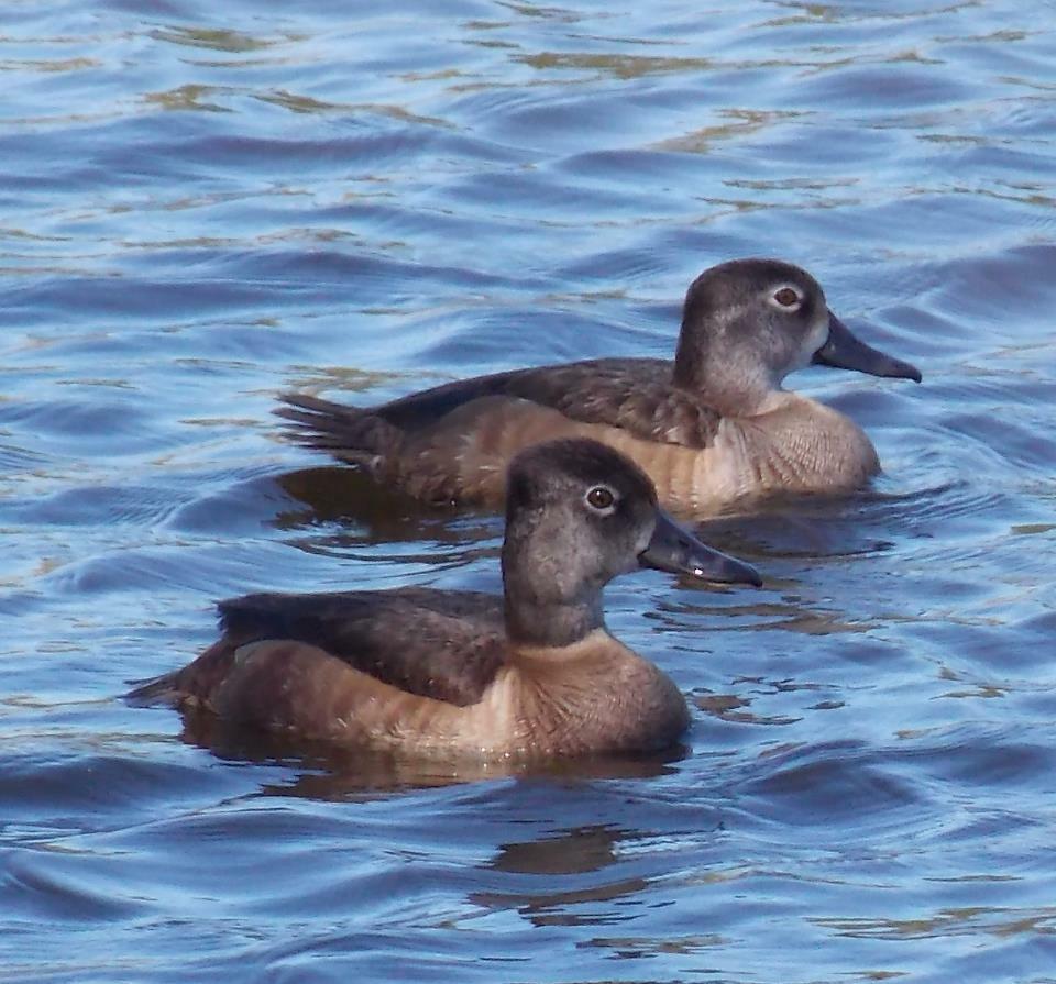 Ring-necked Duck
