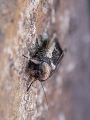 Proteuxoa tortisigna