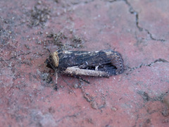 Proteuxoa tortisigna