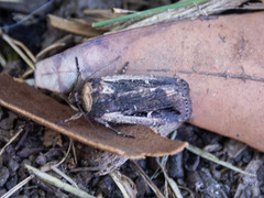 Proteuxoa tortisigna