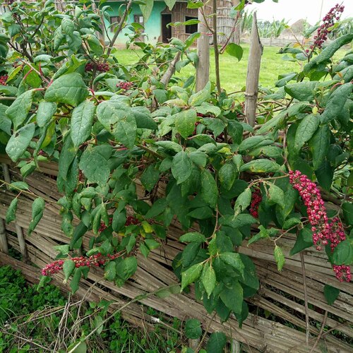 African Soapberry