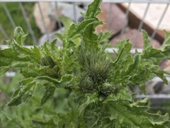 Carduus crispus