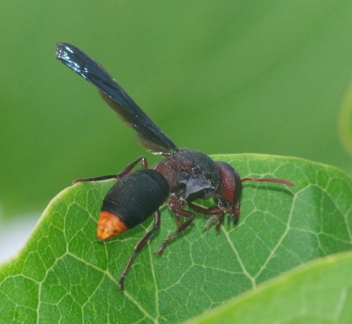 Tricarinodynerus