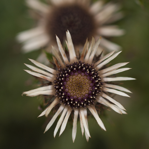 Carline Thistle