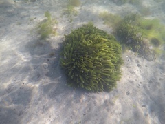 Caulerpa brownii