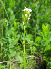 Arabis sagittata borealis
