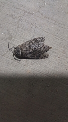 Prionoxystus macmurtrei