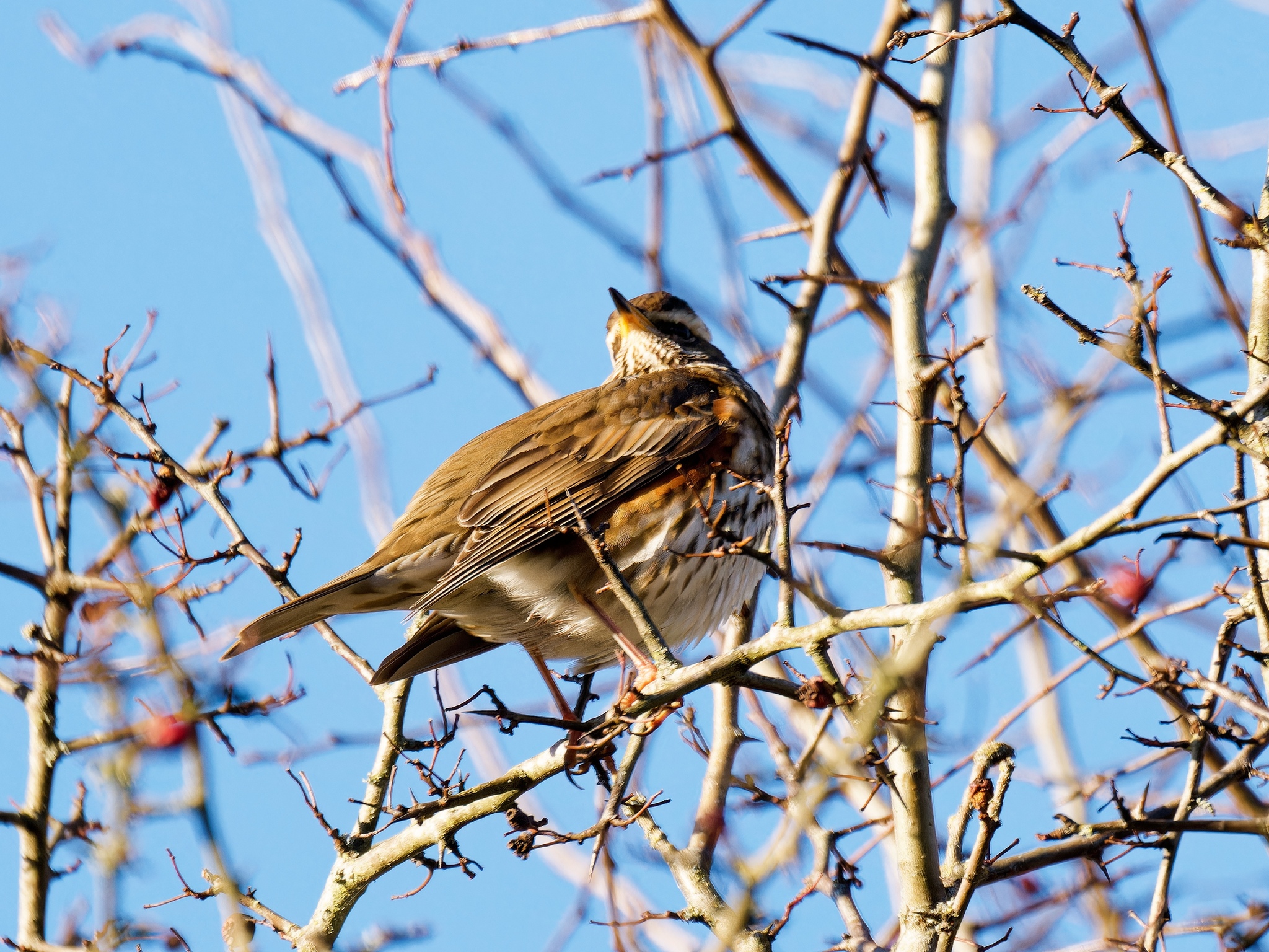 Redwing