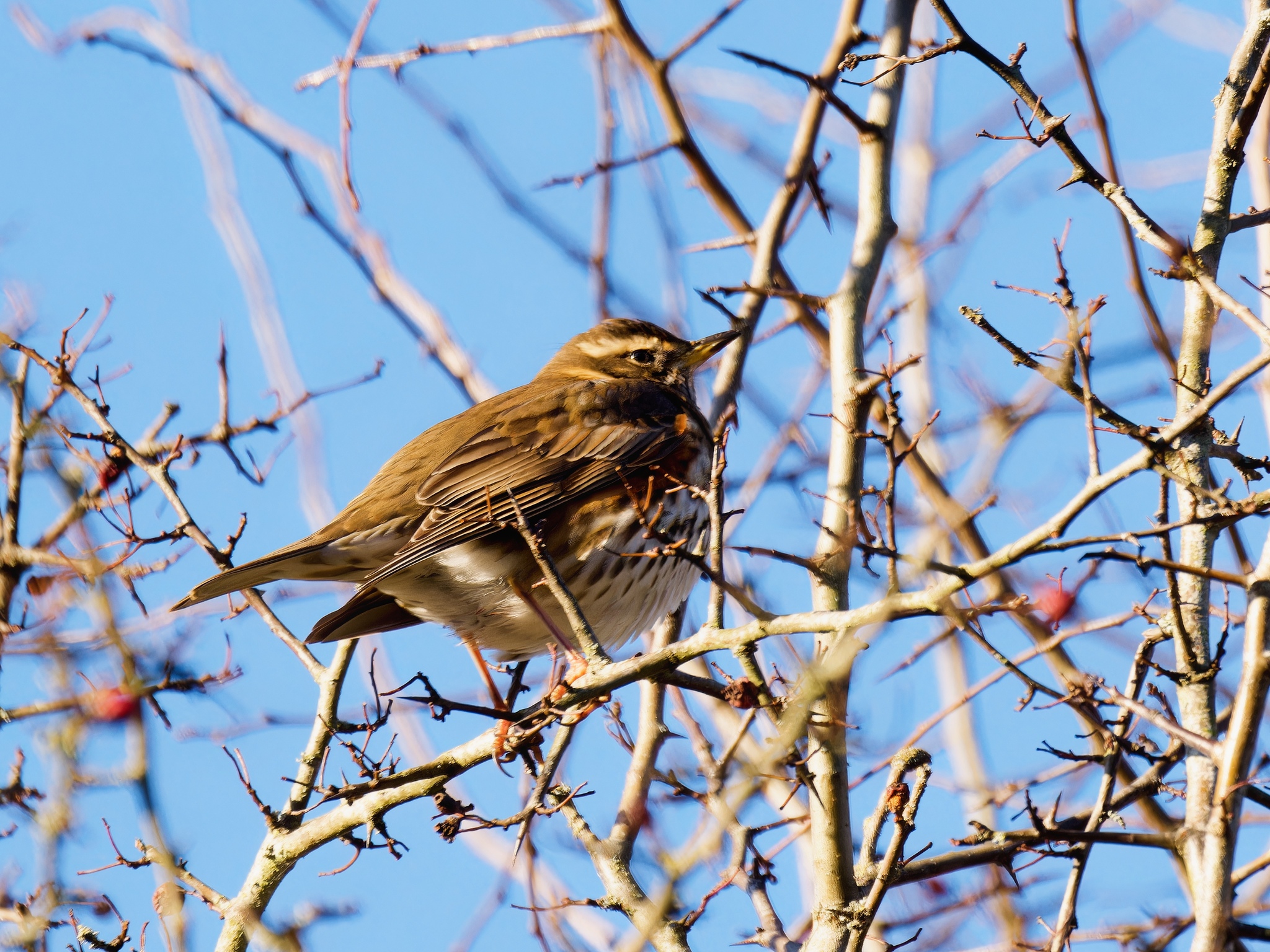 Redwing