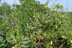 Myoporum bontioides