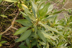 Myoporum bontioides