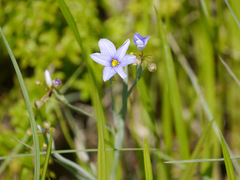 Sisyrinchium chilense