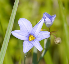 Sisyrinchium chilense
