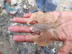 Brevitrygon imbricata