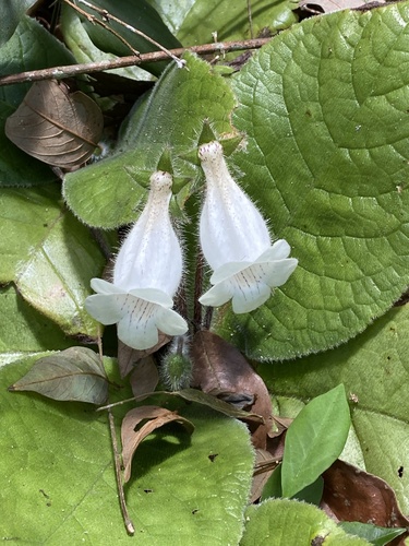 Sinningia richii