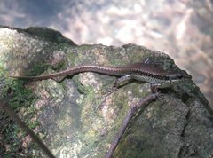 Sphenomorphus incognitus