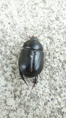 Pentodon bidens punctatus