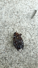 Pentodon bidens punctatus