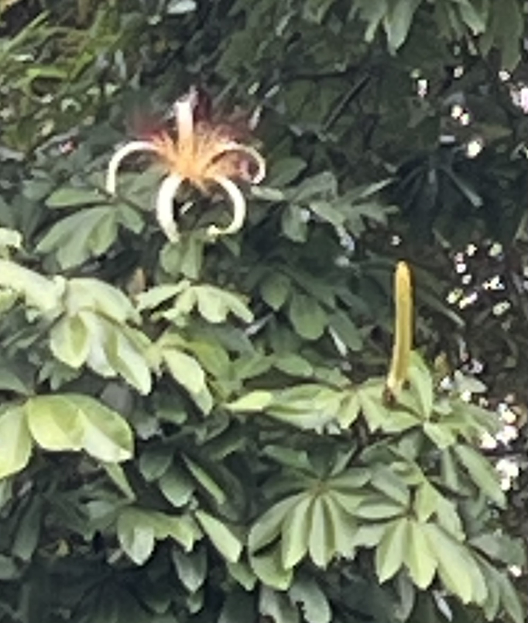 Imagem de Munguba