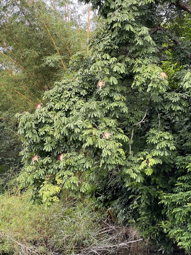 Foto de Munguba