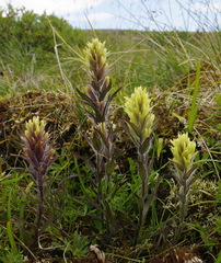 Castilleja hyperborea