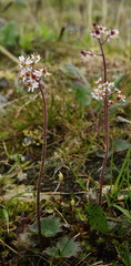 Micranthes porsildiana