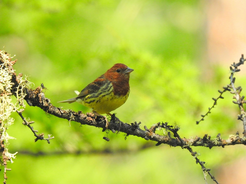 Chestnut Bunting