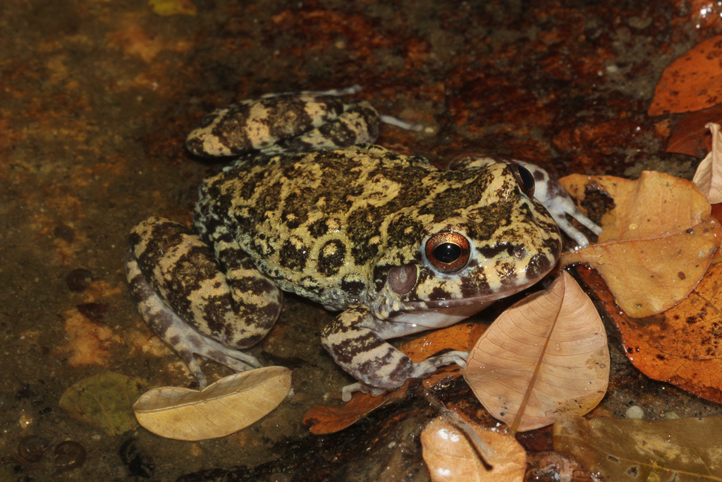 Basin White-Lipped Frog