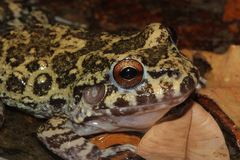 Basin White-Lipped Frog photo 2