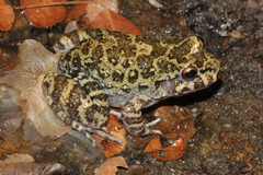 Basin White-Lipped Frog photo 3