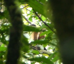Pennant's Red Colobus photo 4