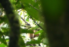Pennant's Red Colobus photo 5