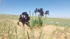 Iris nigricans