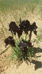 Iris nigricans