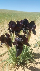 Iris nigricans