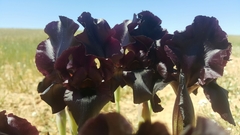 Iris nigricans