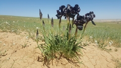 Iris nigricans