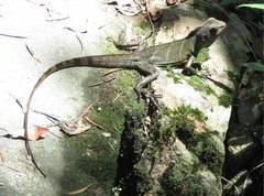 Physignathus cocincinus