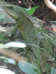 Physignathus cocincinus