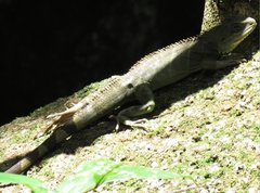 Physignathus cocincinus