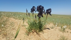 Iris nigricans