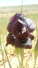 Iris nigricans