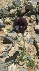 Iris nigricans