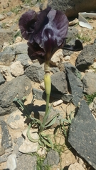 Iris nigricans