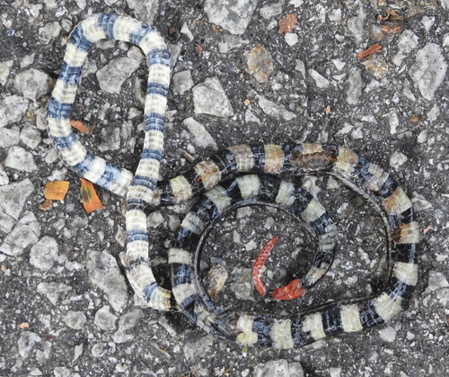 Banded Malaysian Coralsnake