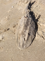 Hypostomus commersoni