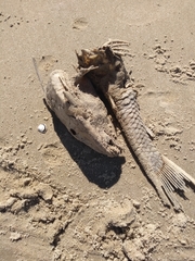 Hypostomus commersoni